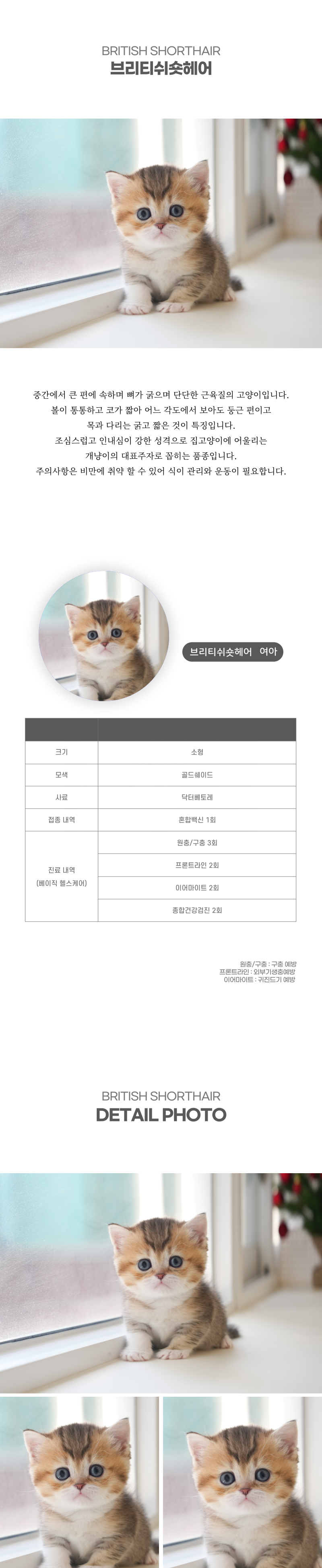 브리티쉬숏헤어_상세이미지_2